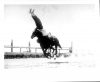 image of Leonard Stroud performs trick riding