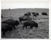 image of Buffalo herd