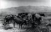 image of Longhorns on the prairie