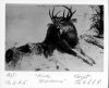 image of Two bucks freeze to death during snowstorm