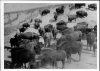 image of Buffalo - catalo herd