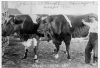 image of Johnny O'Loughlin's Oxen