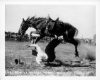 image of Bucking saddle bronc